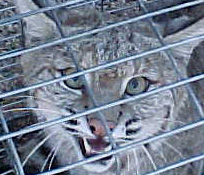 Bobcat in cage trap