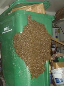 Bee swarm on trash barrel