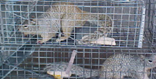 rock squirrels in trap